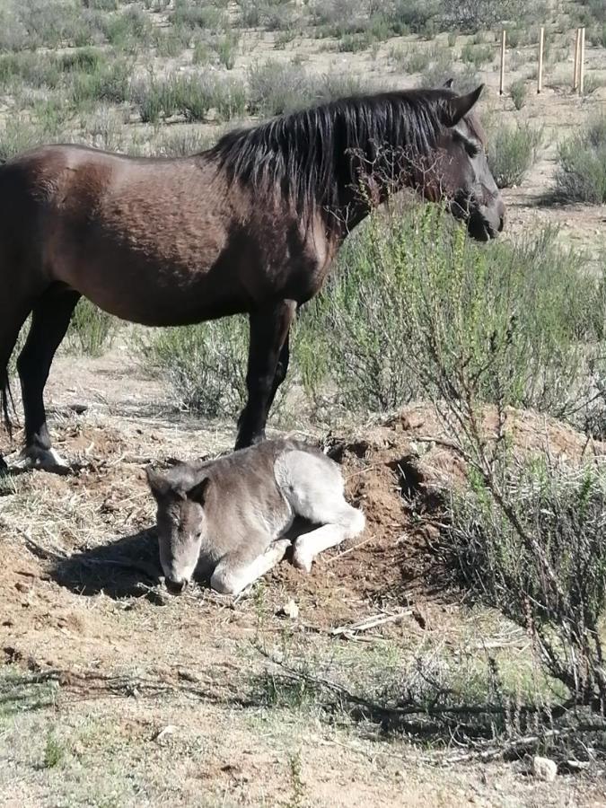 Pensjonat Little Nest En Rancho El Rossinyol Valle de Guadalupe Zewnętrze zdjęcie